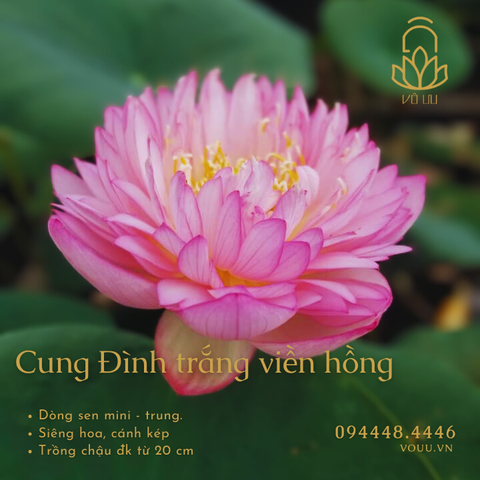 Cung Đình trắng viền hồng
