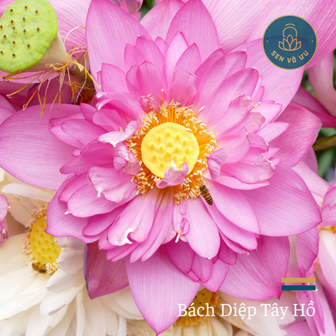 Giống Sen Bách Diệp Hồ Tây | Sen Vô Ưu