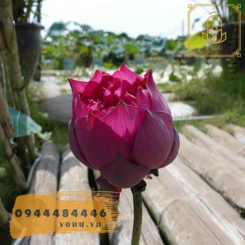 Củ giống sen Red Flag