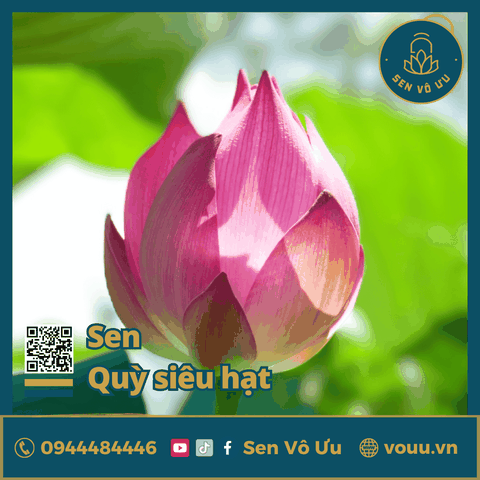 Giống sen Quỳ siêu hạt | Sen Vô Ưu