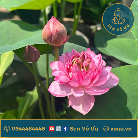 Củ giống Sen Mini Hồng Ngọc | Sen Vô Ưu