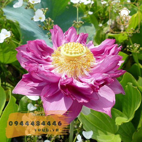 Củ giống sen Red Flag