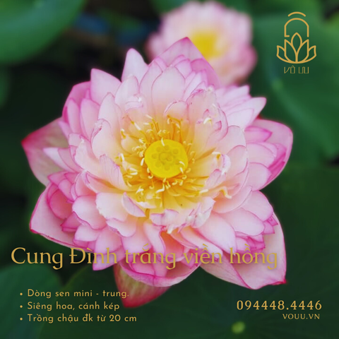 Cung Đình trắng viền hồng