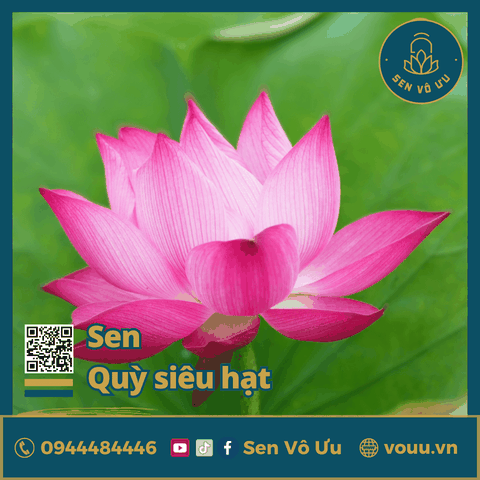 Giống sen Quỳ siêu hạt | Sen Vô Ưu