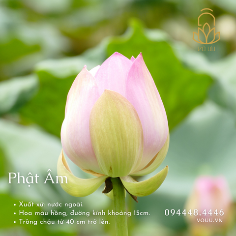Hạt giống Phật Âm
