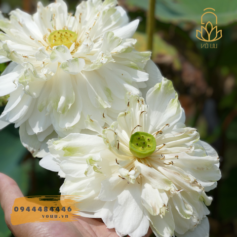 Củ giống sen Quan Âm trắng