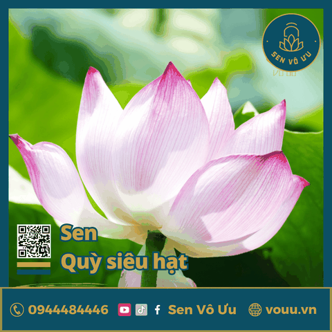 Giống sen Quỳ siêu hạt | Sen Vô Ưu