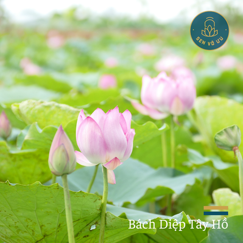 Giống Sen Bách Diệp Hồ Tây | Sen Vô Ưu