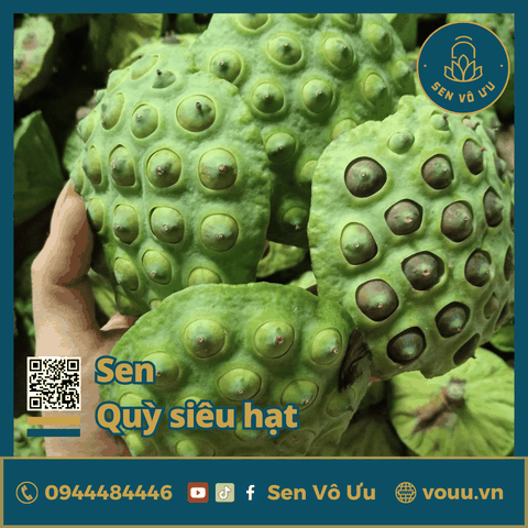 Giống sen Quỳ siêu hạt | Sen Vô Ưu