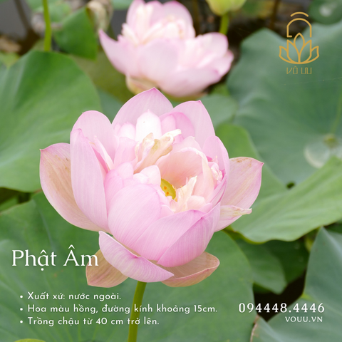 Hạt giống Phật Âm