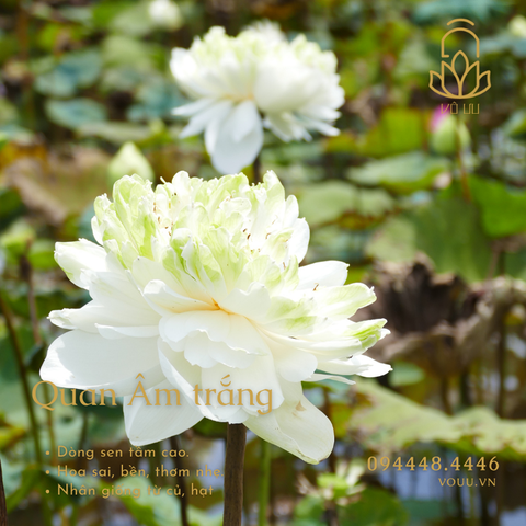 Củ giống sen Quan Âm trắng