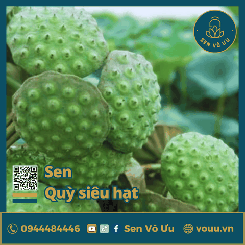 Giống sen Quỳ siêu hạt | Sen Vô Ưu