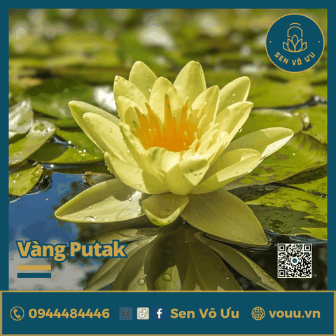 Giống hoa súng vàng V01 | Sen Vô Ưu