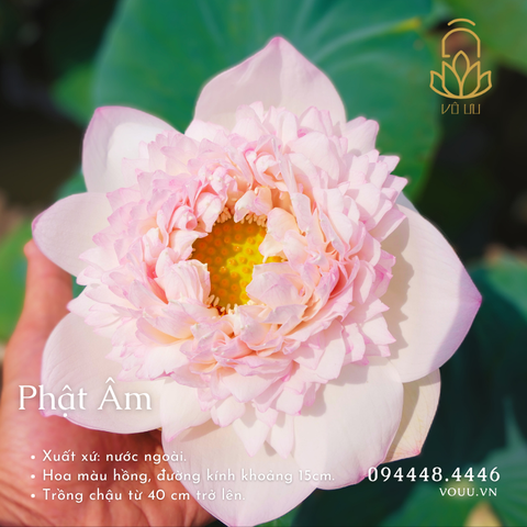 Hạt giống Phật Âm