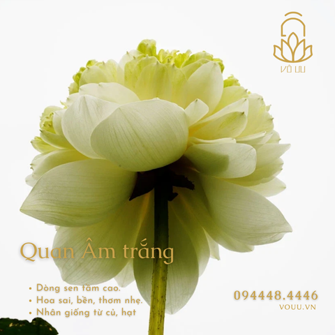 Củ giống sen Quan Âm trắng
