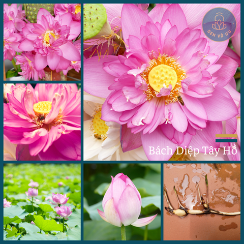 Giống Sen Bách Diệp Hồ Tây | Sen Vô Ưu