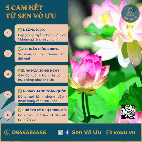 Giống sen Juliet lotus H42 | Sen Vô Ưu