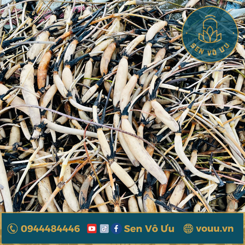 Giống sen ngẫu nhiên | Sen Vô Ưu