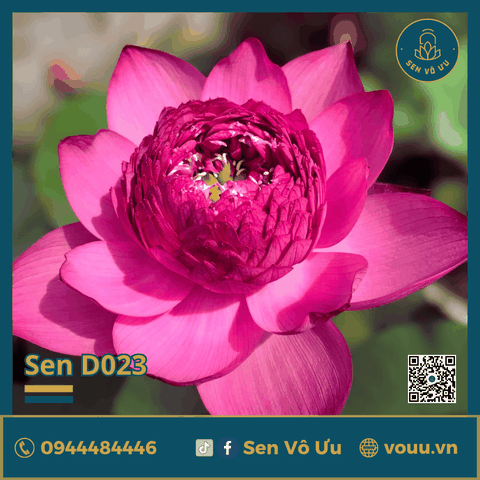 Giống sen Pink Dream | Sen Vô Ưu