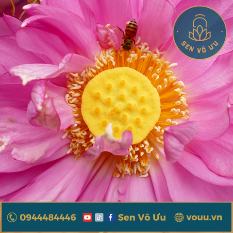 Giống Sen Bách Diệp Hồ Tây | Sen Vô Ưu