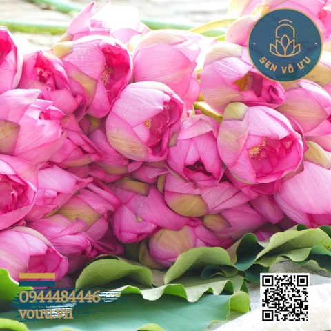 Trà ướp bông sen tươi Bách Diệp Tây Hồ | Sen Vô Ưu