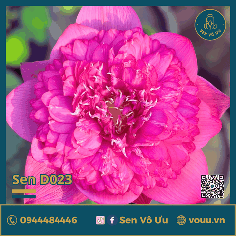Giống sen Pink Dream | Sen Vô Ưu