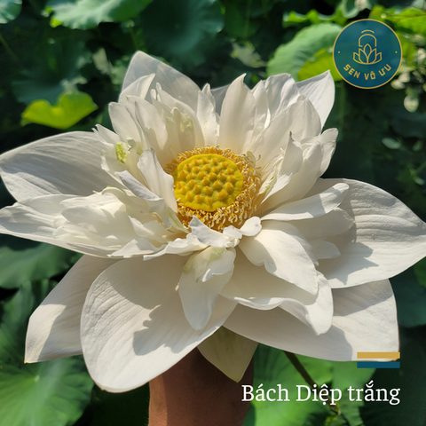 Giống Sen Bách Diệp trắng | Sen Vô Ưu
