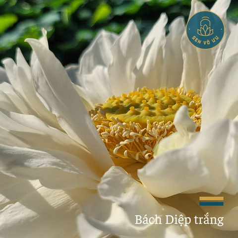 Giống Sen Bách Diệp trắng | Sen Vô Ưu