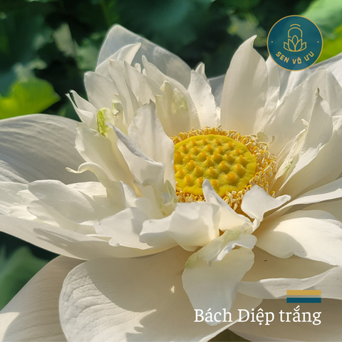 Giống Sen Bách Diệp trắng | Sen Vô Ưu