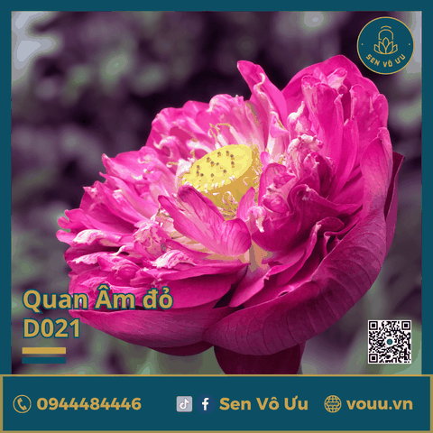 Giống sen Quan Âm đỏ | Sen Vô Ưu