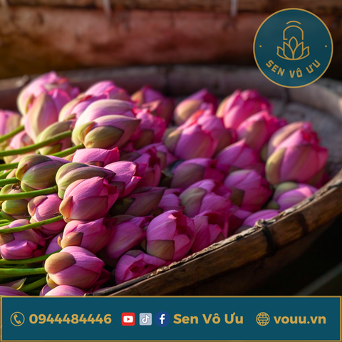 Hoa sen Bách diệp Hồ Tây làm trà | Sen Vô Ưu