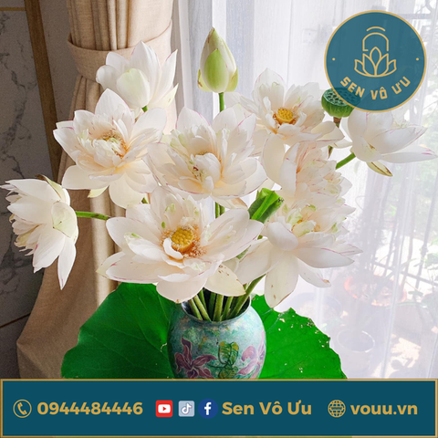 Bó 10 bông hoa sen Bách diệp trắng