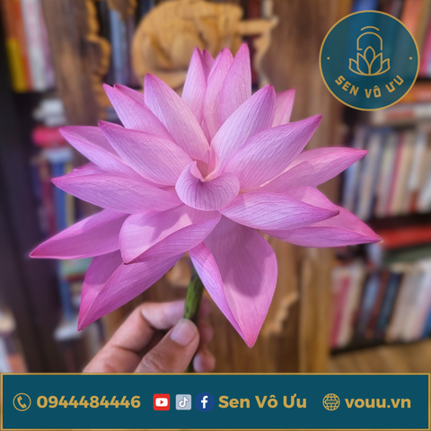 Bó 10 bông hoa sen nghìn cánh Nghi Lương | Sen Vô Ưu