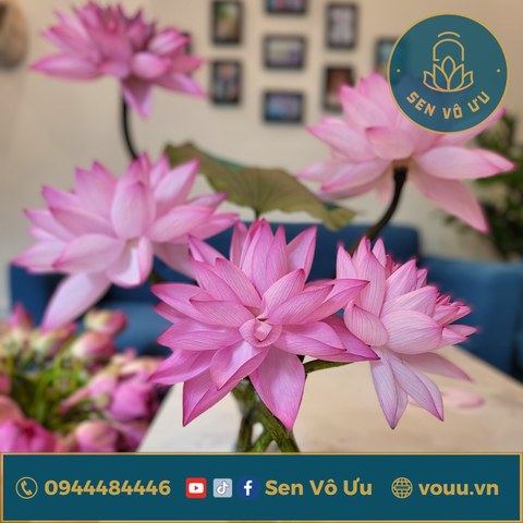 Bó 10 bông hoa sen nghìn cánh Nghi Lương | Sen Vô Ưu