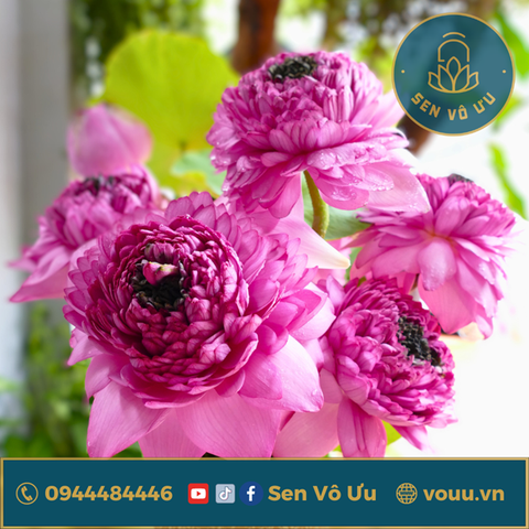 Bó 10 bông hoa sen Nghìn Cánh (sen S1000) | Sen Vô Ưu