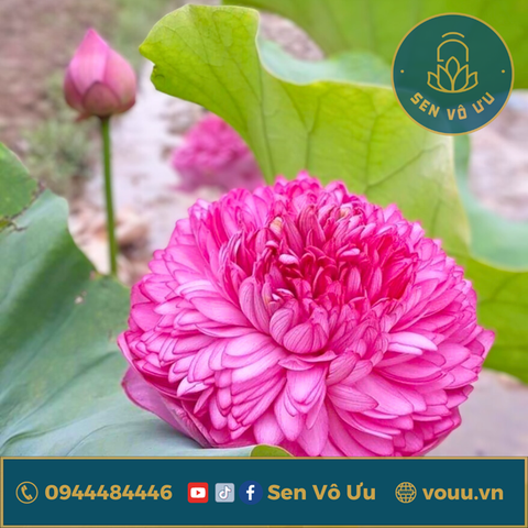 Bó 10 bông hoa sen Nghìn Cánh (sen S1000) | Sen Vô Ưu