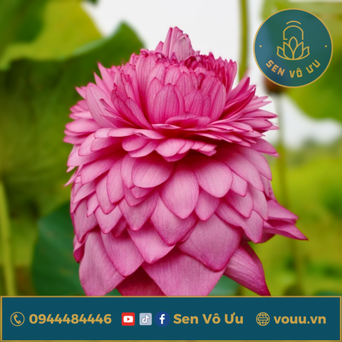 Bó 10 bông hoa sen Nghìn Cánh (sen S1000) | Sen Vô Ưu