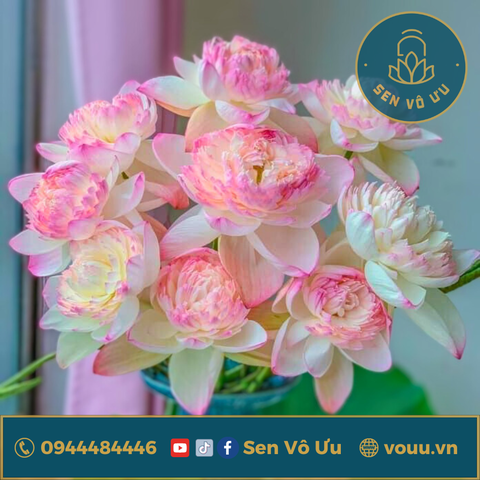 Bó 10 bông hoa sen Super lotus | Sen Vô Ưu