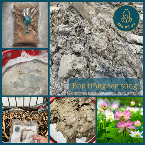 Đất - bùn trồng sen súng 2kg | Sen Vô Ưu