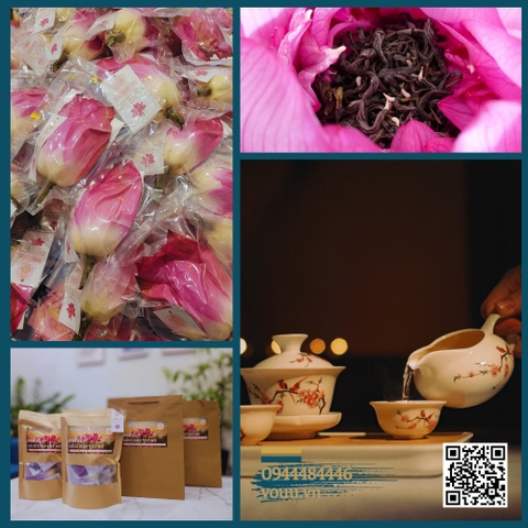 Trà ướp bông sen tươi Bách Diệp Tây Hồ | Sen Vô Ưu