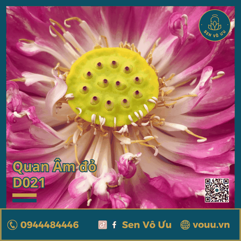 Giống sen Quan Âm đỏ | Sen Vô Ưu