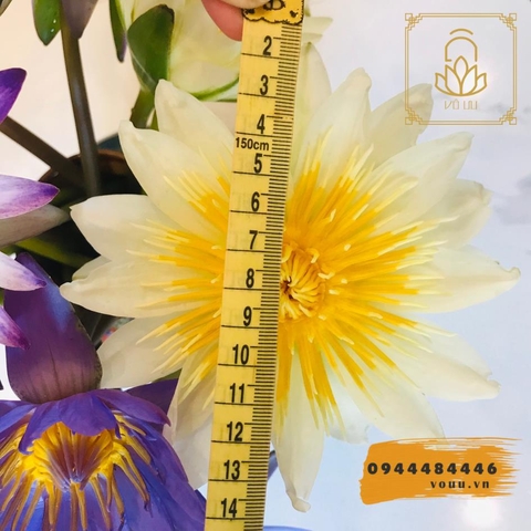 Bó 10 bông hoa súng nhiều màu | Sen Vô Ưu