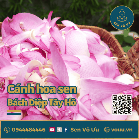 Cánh hoa sen tươi Bách Diệp Tây Hồ | Sen Vô Ưu