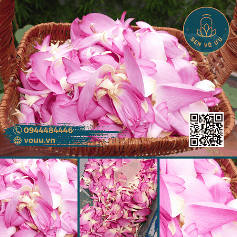 Cánh hoa sen tươi Bách Diệp Tây Hồ | Sen Vô Ưu