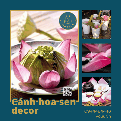 Cánh hoa sen tươi Bách Diệp Tây Hồ | Sen Vô Ưu