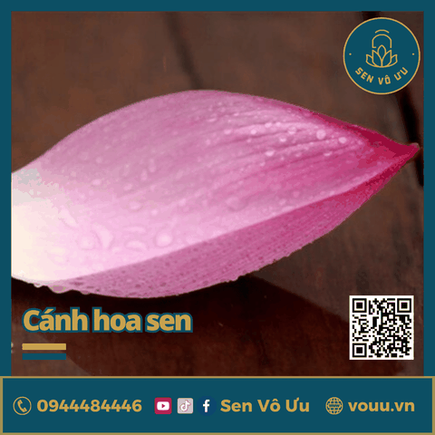 Cánh hoa sen tươi Bách Diệp Tây Hồ | Sen Vô Ưu