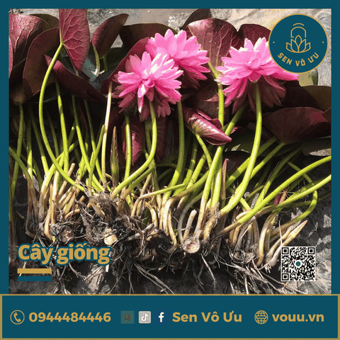 Giống hoa súng Wimolrat | Sen Vô Ưu