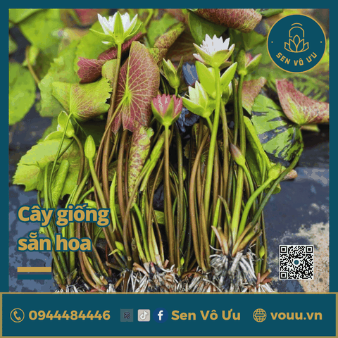 Giống hoa súng hồng H04 | Sen Vô Ưu