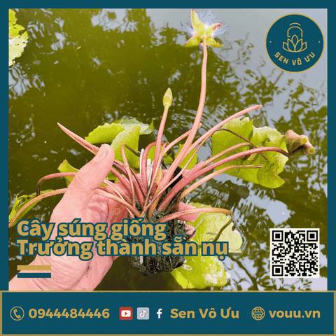 Giống hoa súng Thái màu tím siêu hoa | Sen Vô Ưu