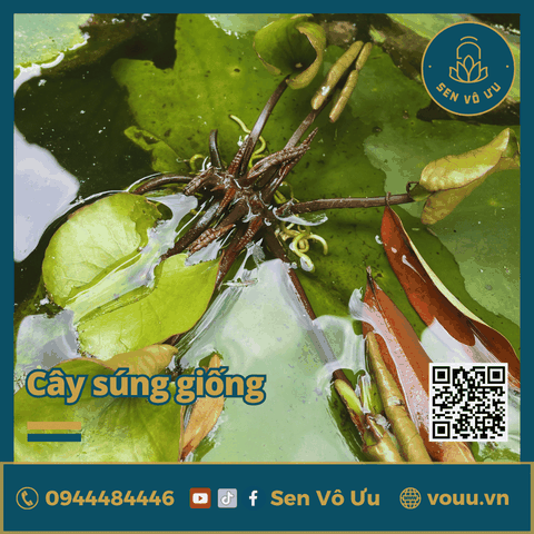 Giống hoa súng Thái màu tím siêu hoa | Sen Vô Ưu